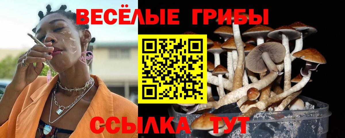 Галлюциногенные грибы Psilocybine cubensis Славянск-на-Кубани